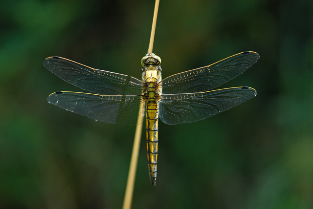 Orthetrum cancellatum